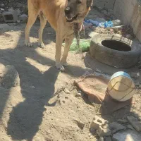 فروش سگ خراسانی اصیل