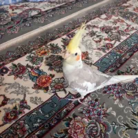 عروس هلندی
