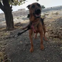 یه حیوون زرنگ و فهمیده زبون فهم|سگ|فریمان, |دیوار