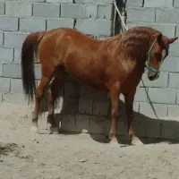 اسب|اسب و تجهیزات اسب‌سواری|اصفهان, عباس‌آباد|دیوار