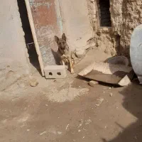 سگ ژرمن|سگ|همدان, |دیوار