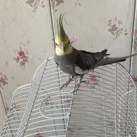 عروس هلندی نر
