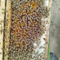 فروش کندو عسل