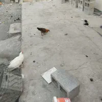 مرغ|حیوانات مزرعه|میناب, |دیوار