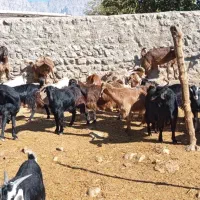 بز صحرایی|حیوانات مزرعه|چگنی, |دیوار