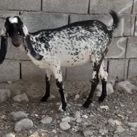 بز پاکستانی