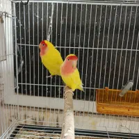 3 جفت کوتوله مولد رنگ های خاص و زیبا