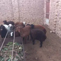 ۱۰راس بره نرموجود