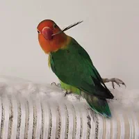 طوطی برزیلی گم شده