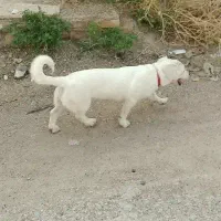 پاکوتاه ماده