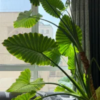 گیاه بابا آدم