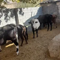فروش پنج راس گاو