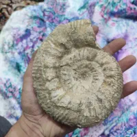 فسیل کامل حلزون چند هزارساله
