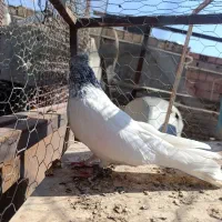 کله ای|پرنده|بم, |دیوار