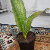 گل های آپارتمانی|گل و گیاه طبیعی|رشت, سلیمانداراب|دیوار