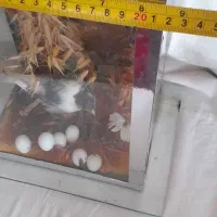 تزیینات|مجسمه، تندیس، ماکت|نهاوند, |دیوار