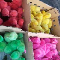 جوجه رنگی شب عید