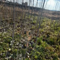 نهال کبود|خدمات باغبانی و درختکاری|میاندوآب, |دیوار