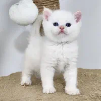 گربه های اصیل|گربه|سنندج, |دیوار