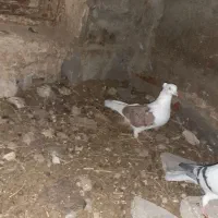 پشت سرخ