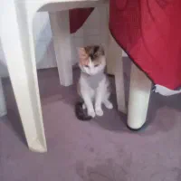 گربه میکس بریتیش با دی اس اچ|گربه|چالوس, |دیوار