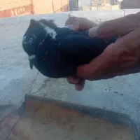 کفتر سیاه