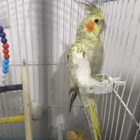 کوتوله برزیلی ، عروس هلندی|پرنده|علی‌آباد کتول, |دیوار