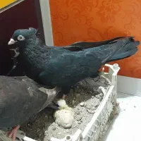 یه جفت نر و ماده ابادانی با جوجه|پرنده|قم, آزادگان|دیوار