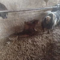 بز با بزغاله