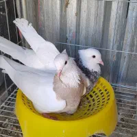 فروش تعدادی طوقی|پرنده|خوسف, |دیوار