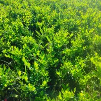 فروش یاس هلندی و کامیس زعفرانی