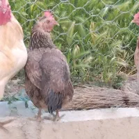 مرغ تخمگذار زیبا