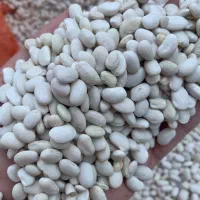 حبوبات|خوردنی و آشامیدنی|نکا, |دیوار