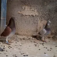 مسافتی پلاکی. ویگن|پرنده|مشهد, حسینآباد|دیوار