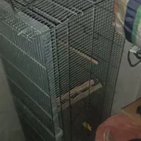 قفس پرنده|لوازم جانبی حیوانات|هشتگرد, فاز ۱ مهستان|دیوار