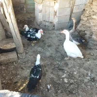 غاز و اردک|حیوانات مزرعه|مشگین شهر, |دیوار