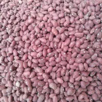 لوبیا قرمز فروشی دوتن الی بو جاری شده