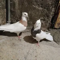 دونه آیی ۶۰۰