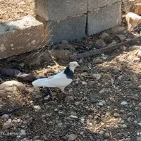 کبوتر طوقی|پرنده|کوهمره, |دیوار