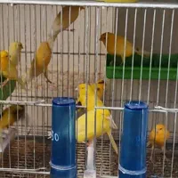 قناری،عمده