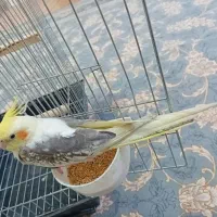 عروس هلندی دستی|پرنده|نورآباد, |دیوار