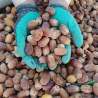 فروش خرمای عمده قصرشیرین|عمدهفروشی|قصرشیرین, |دیوار