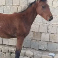 کره اسب مادیون|اسب و تجهیزات اسب‌سواری|سیلوانه, |دیوار