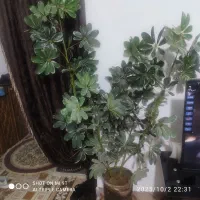 فروش خیلی فوری یک رختچه مصنوعی سفارت باگلدان|گل مصنوعی|دامغان, |دیوار