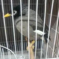 مرغ مینا|پرنده|مشهد, آیت الله کاشانی|دیوار