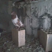 فروش کبوتر تزیینی|پرنده|شهرکرد, |دیوار