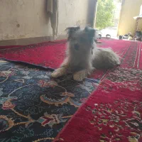 سگ نگهبان