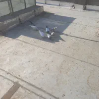 کفتر گم شده