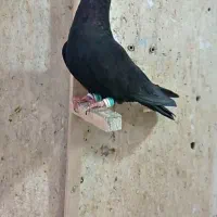 نر زاغ کاکل ابادانی