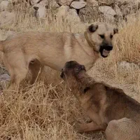 توله سگ پژدر|حیوانات|کرمانشاه, |دیوار